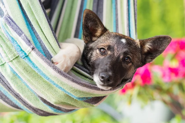 Perro feliz acostado en hamaca a rayas . — Foto de Stock