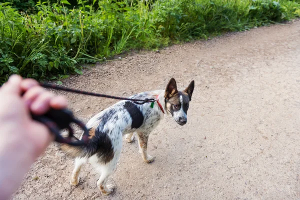 男を歩いている犬 — ストック写真