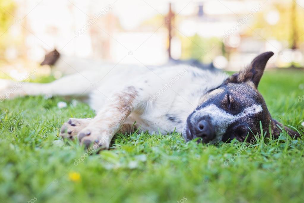 Happy dog lying in green grass