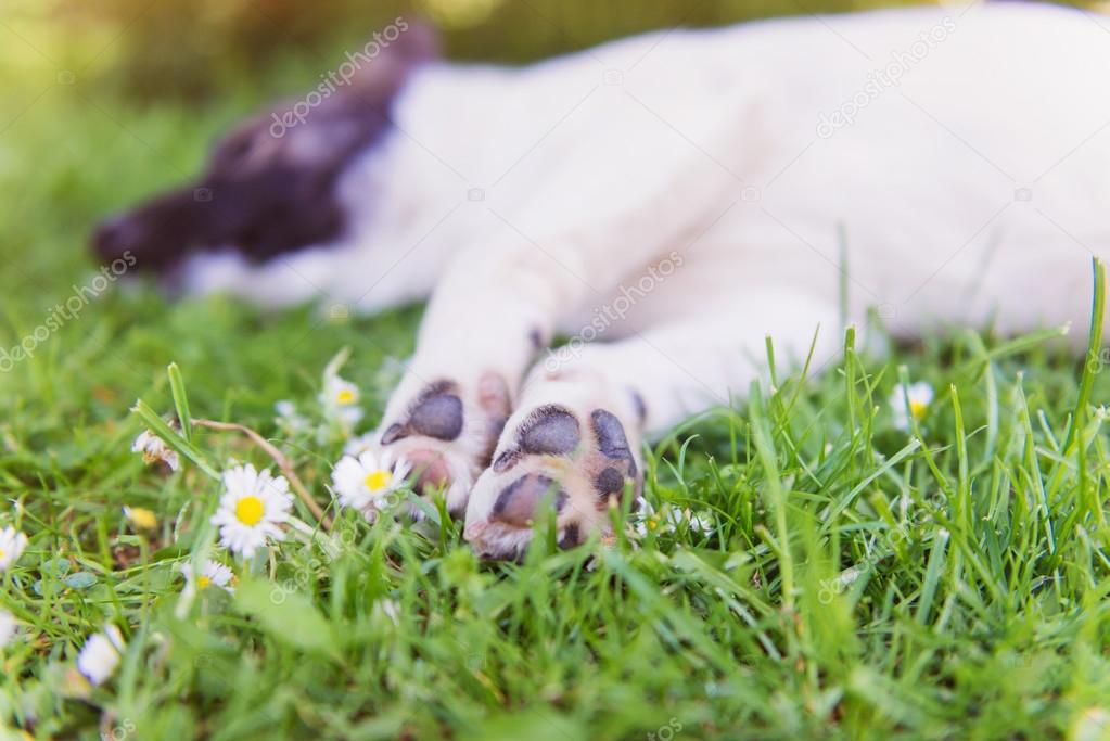 Happy dog lying in green grass