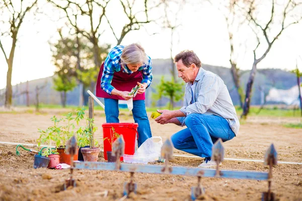 Pareja mayor plantando plántulas — Foto de Stock