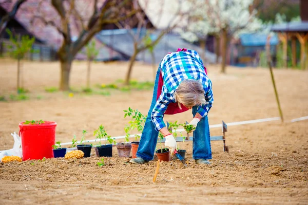 Donna anziana piantare piantine — Foto Stock