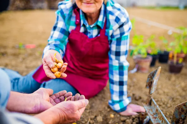 Casal sênior plantar cebolas — Fotografia de Stock