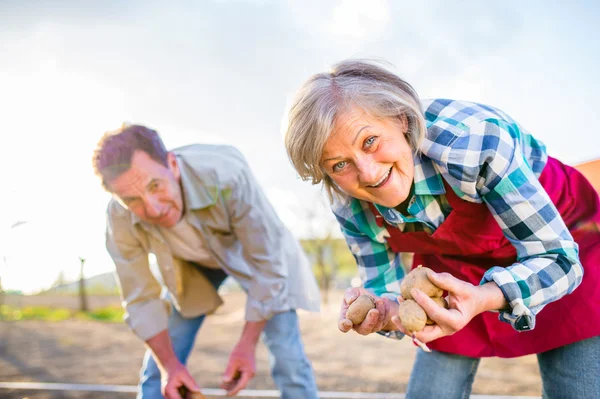 Senior couple planting potatoes — Stock Photo, Image