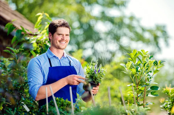 Gardener holding plant, in his garden, green sunny nature — Stock Photo, Image