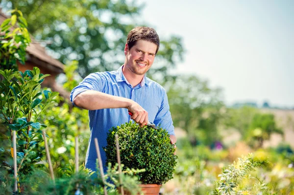 Schöner Gärtner beim Rückschnitt kleiner Buchsbaumstrauch, grüne sonnige Natur — Stockfoto