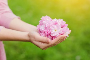 pembe kiraz çiçekleri tutan kadın