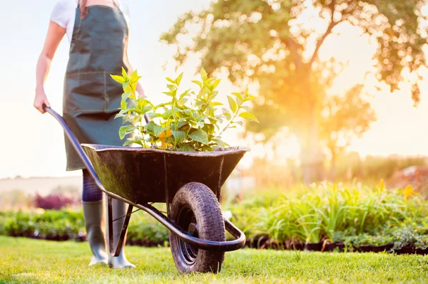 Gardener carrying seedlings in wheelbarrow — Stock Photo, Image