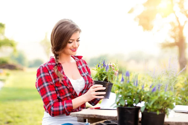 Gardener holding seedling in flower pot — Stock Photo, Image