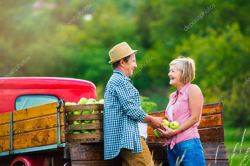 Senior couple harvesting apples — Stock Photo © halfpoint #104727212