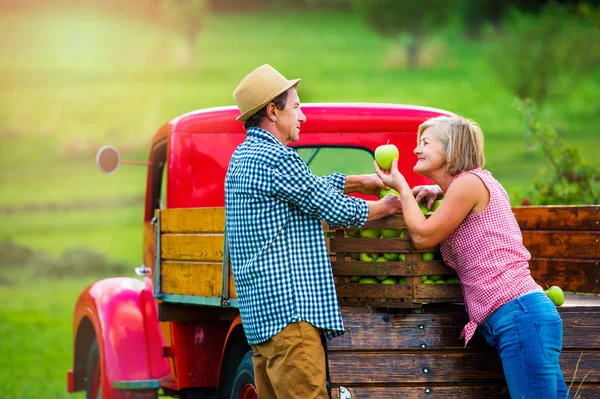 Pareja mayor cosechando manzanas — Foto de Stock