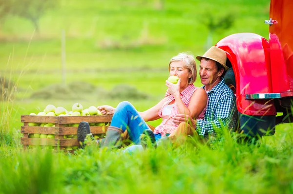 Seniorenpaar erntet Äpfel — Stockfoto