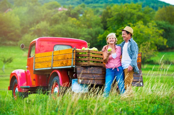 Seniorenpaar erntet Äpfel — Stockfoto