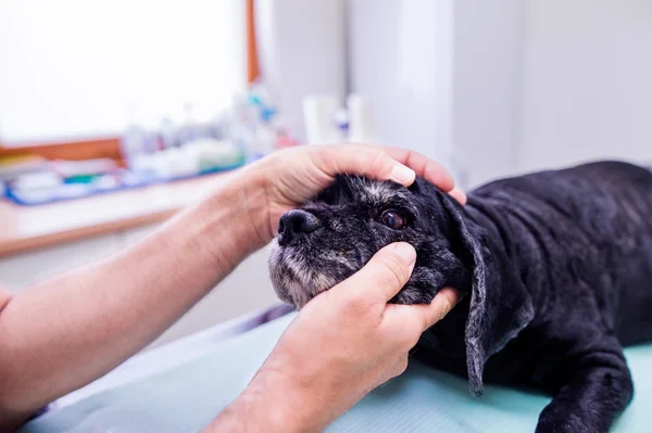 Veterinario en clínica veterinaria examinando perro con dolor de ojo . — Foto de Stock