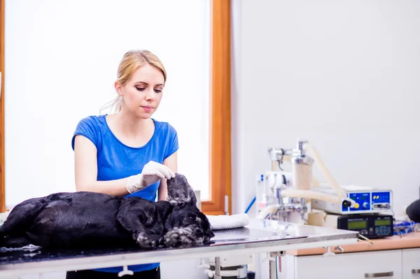 Veterinario en clínica veterinaria examinando perro con dolor de oído . — Foto de Stock