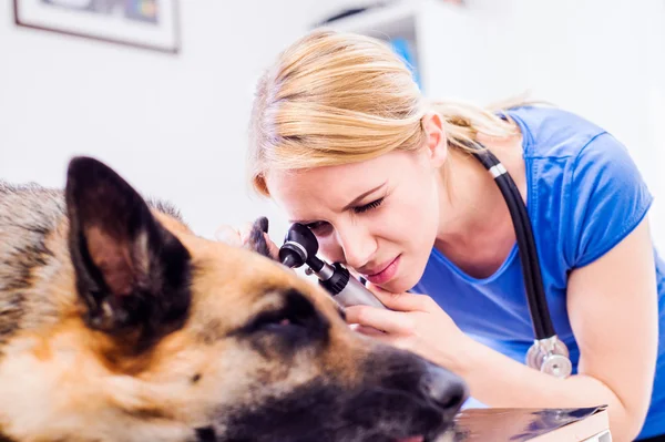 Veterinário examinando cão pastor alemão com ouvido dolorido . — Fotografia de Stock