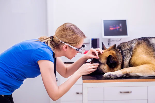 Veterinario examinando perro pastor alemán con dolor de ojo . — Foto de Stock