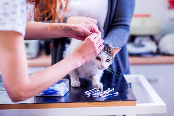 Неузнаваемый ветеринар в клинике чистит уши кошке — стоковое фото