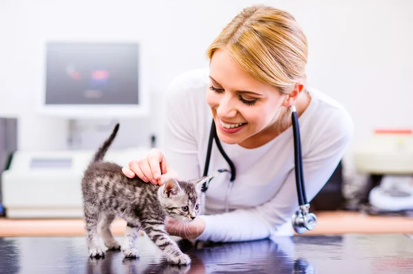 Veterinario con estetoscopio sosteniendo pequeño gato adolorido. Veterinario —  Fotos de Stock