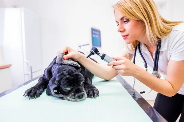 Cão durante exame otoscópico na clínica veterinária . — Fotografia de Stock