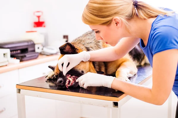 Veterinario examinando perro pastor alemán con dolor de boca . — Foto de Stock