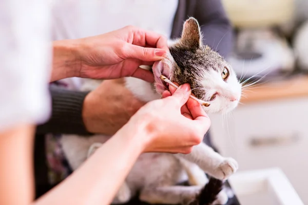 Veterinario irreconocible en la clínica limpiando orejas de gato — Foto de Stock