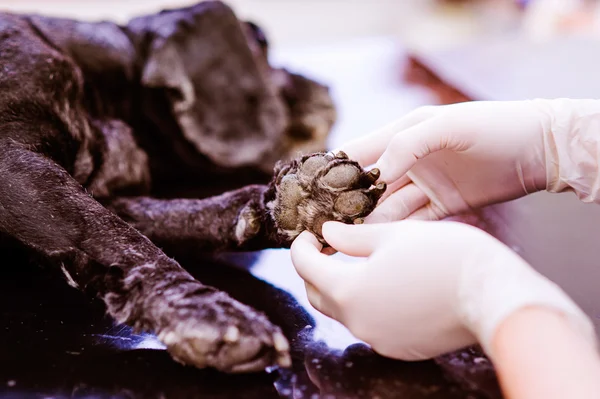 Veterinario examinando perro herida pata — Foto de Stock