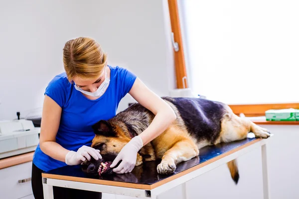 Veterinario examinando perro pastor alemán — Foto de Stock