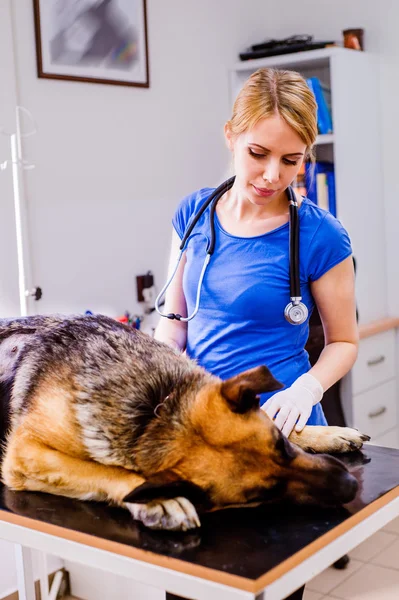 Veterinario examinando perro pastor alemán — Foto de Stock