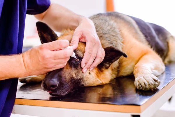 Veterinario aplicando gotas para los ojos al perro — Foto de Stock