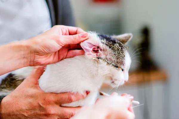 Lekarz weterynarii, Czyszczenie uszu kota — Zdjęcie stockowe