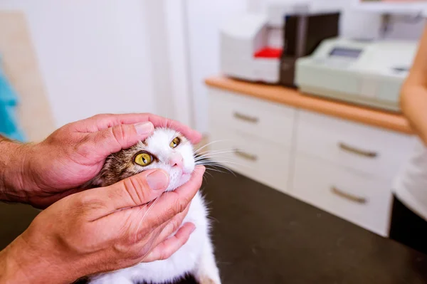 Veterinario examinando gato con dolor de ojo en la clínica veterinaria . — Foto de Stock