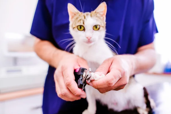 Veterinär skära tånaglar till söt liten kattunge i veterinär — Stockfoto