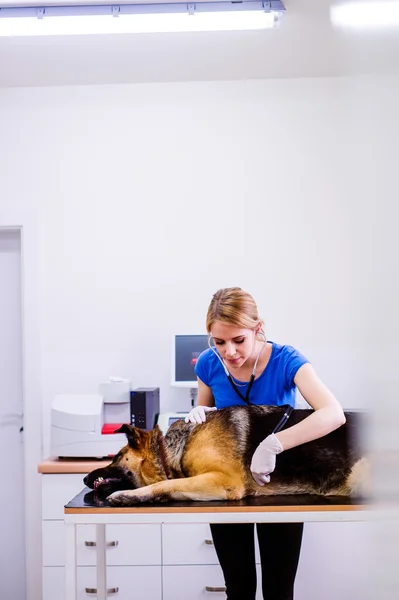 Veterinario examinando perro pastor alemán con dolor de estómago . — Foto de Stock