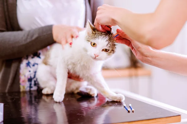 Tanınmayan veteriner kliniğinde kedi kulakları Temizleme — Stok fotoğraf