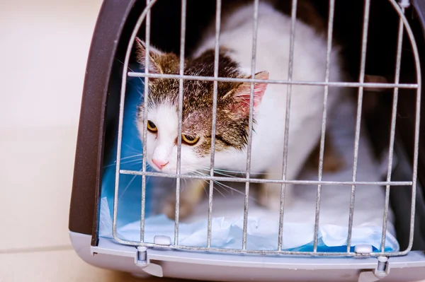 Primer plano de un pequeño gato en jaula — Foto de Stock