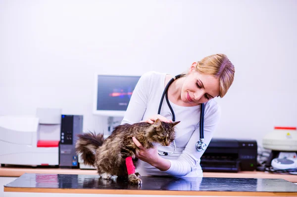 Stetoskoplu veteriner küçük hasta kedi tutuyor. — Stok fotoğraf