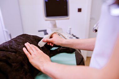 Köpek veteriner Kliniği'nde tarama ultrason sahip.
