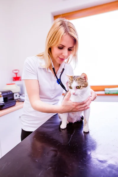 Veterinario con estetoscopio examinando gato con dolor de estómago . — Foto de Stock