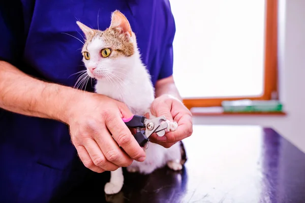 Veterinär skära tånaglar till söt liten kattunge i veterinär — Stockfoto