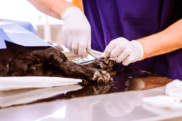 Veterinario en la clínica veterinaria examinando perro con pa herido — Foto de Stock