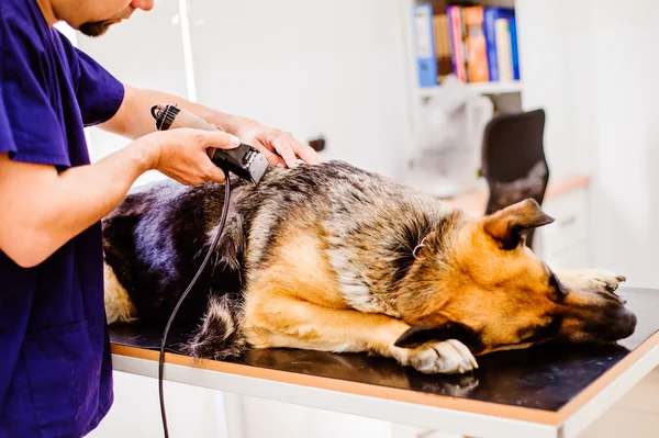 Ветеринар бреет немецкую овчарку перед лечением — стоковое фото