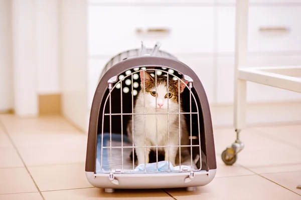 Primer plano de un pequeño gato en jaula —  Fotos de Stock