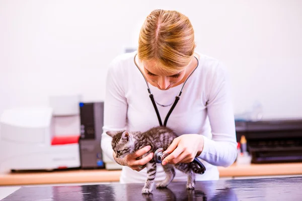 Ветеринар со стетоскопом осматривает кошку с больным желудком . — стоковое фото