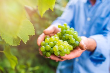 Mavi gömlekli üzüm bahçesinde hasat komuta sizde