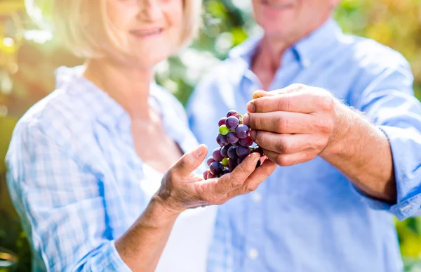 Старшая пара в синих рубашках держит виноград — стоковое фото