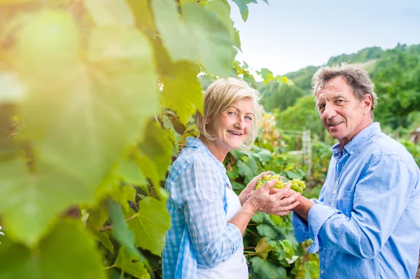 Senior couple in blue shirts holding bunch of grapes