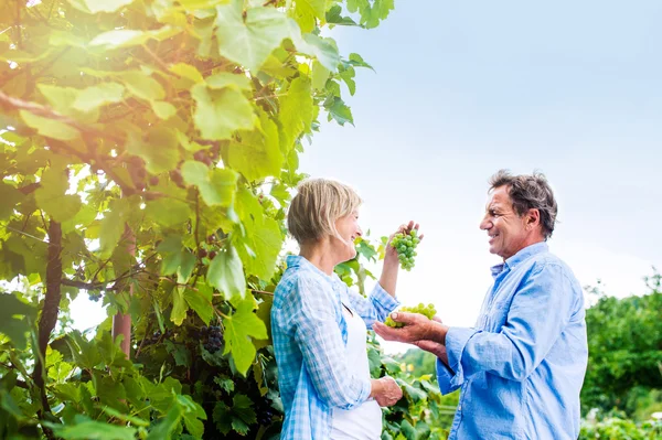 Senior paar in blauwe shirts holding tros druiven — Stockfoto