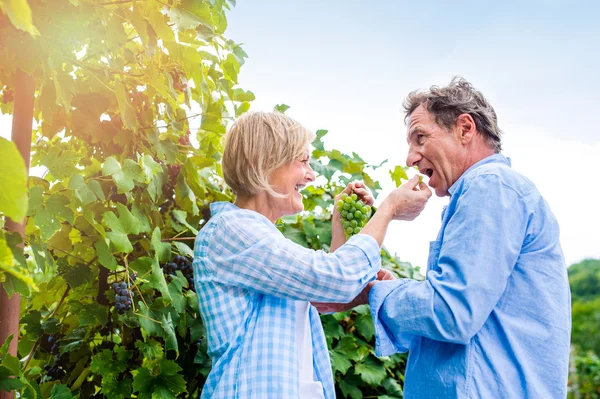 Seniorenpaar in blauen Hemden isst grüne Trauben — Stockfoto