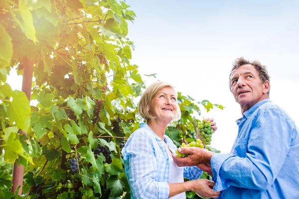 Старшая пара в синих рубашках держит виноград — стоковое фото